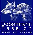dobermann passion